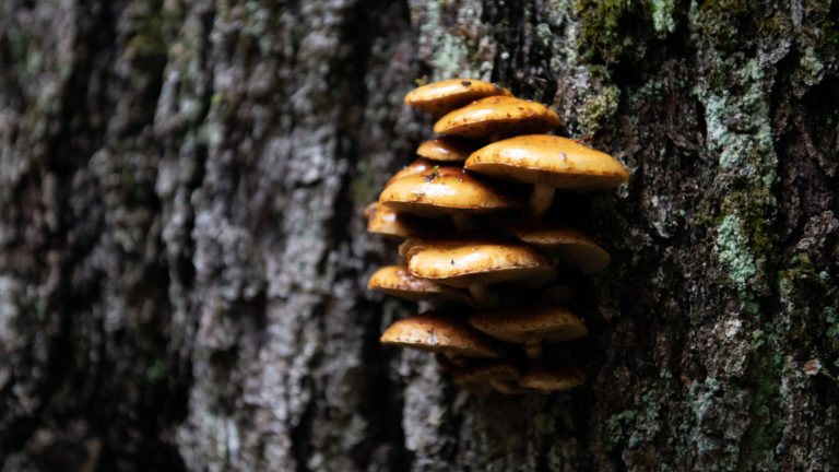 close up of mushrooms growing on tree bark
