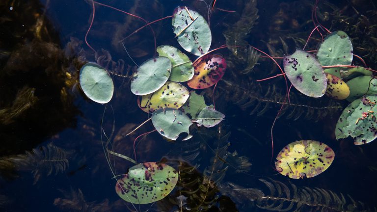 speckled green lilly pads floating in dark water