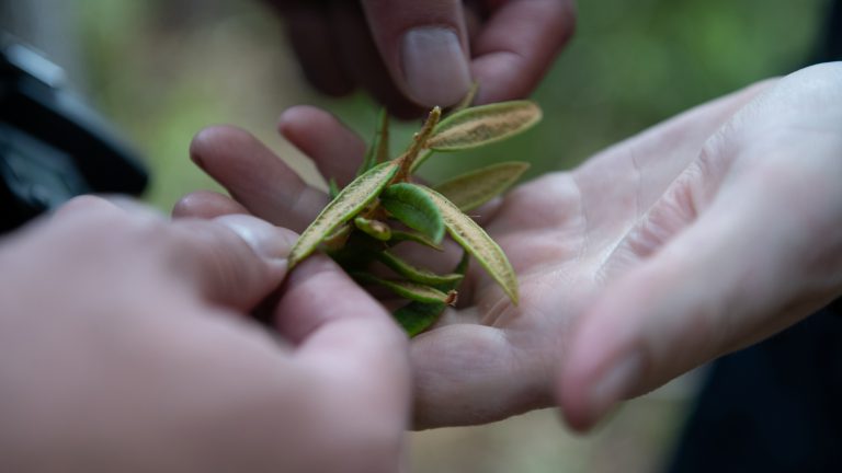 close up of two hands holding fresh tea leaves