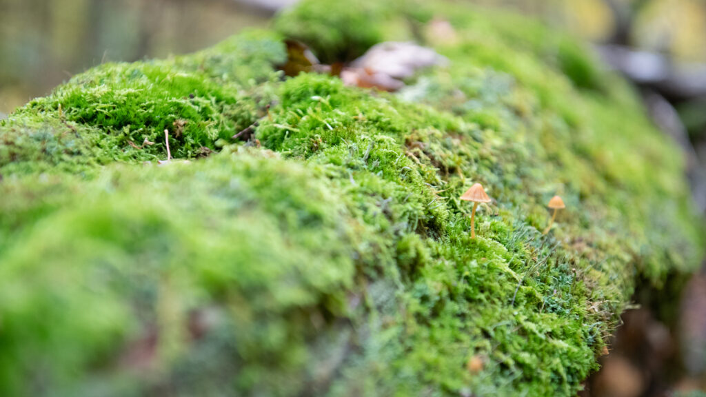 close up of bright green moss growing on a log with tiny mushrooms