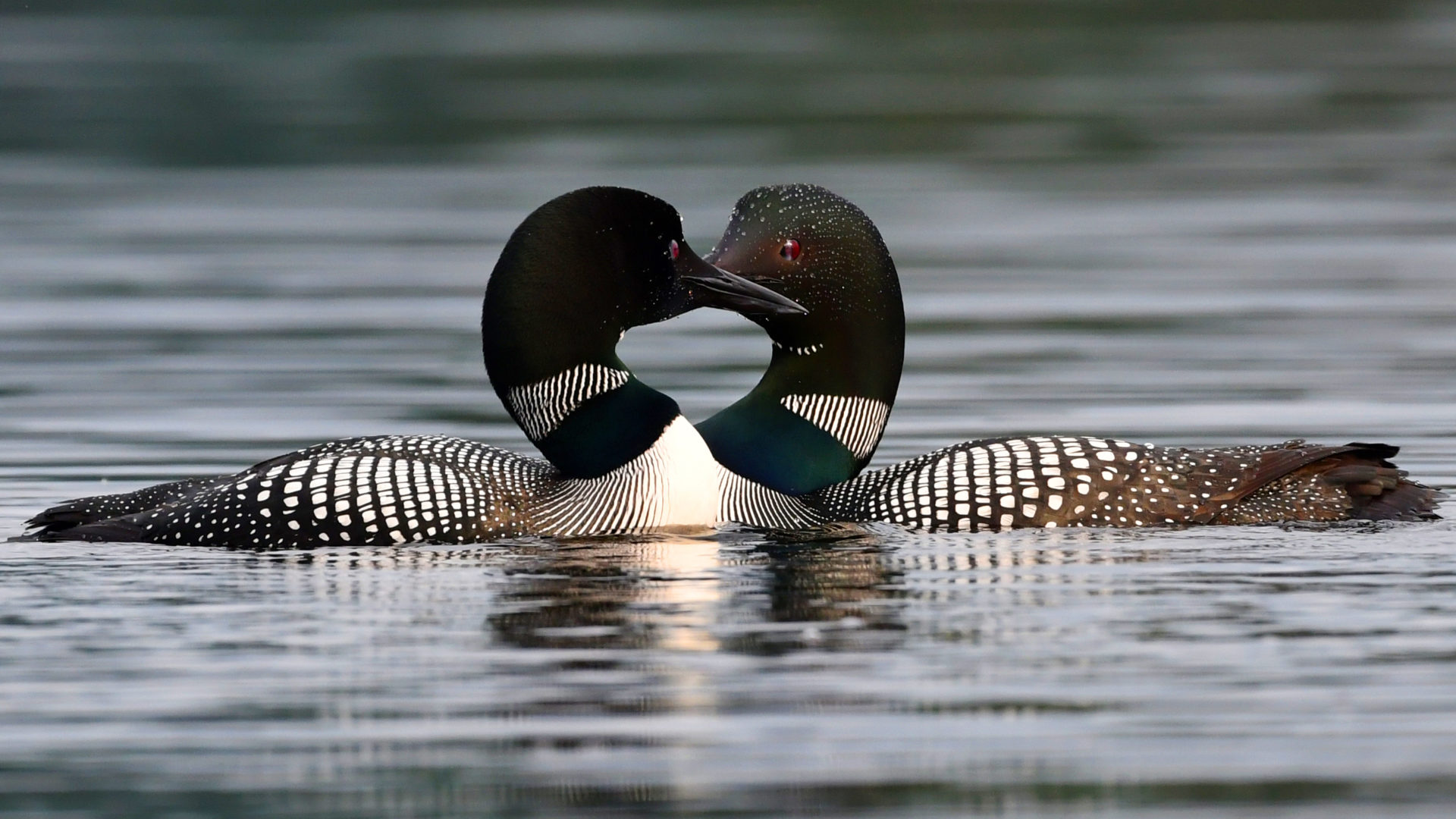 two male loons touching beaks in the water